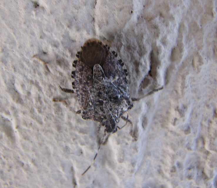 halyomorpha halys - Halyomorpha halys