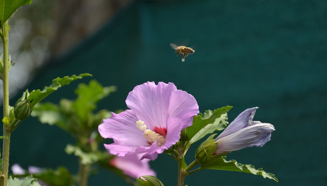 Apis mellifera - háziméh