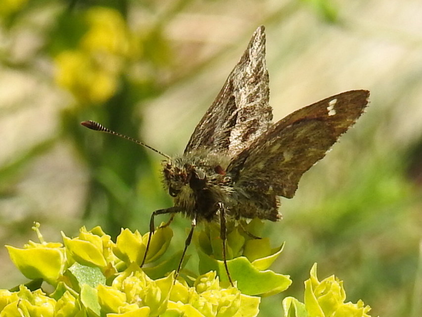 Carcharodus alceae - mályva-busalepke