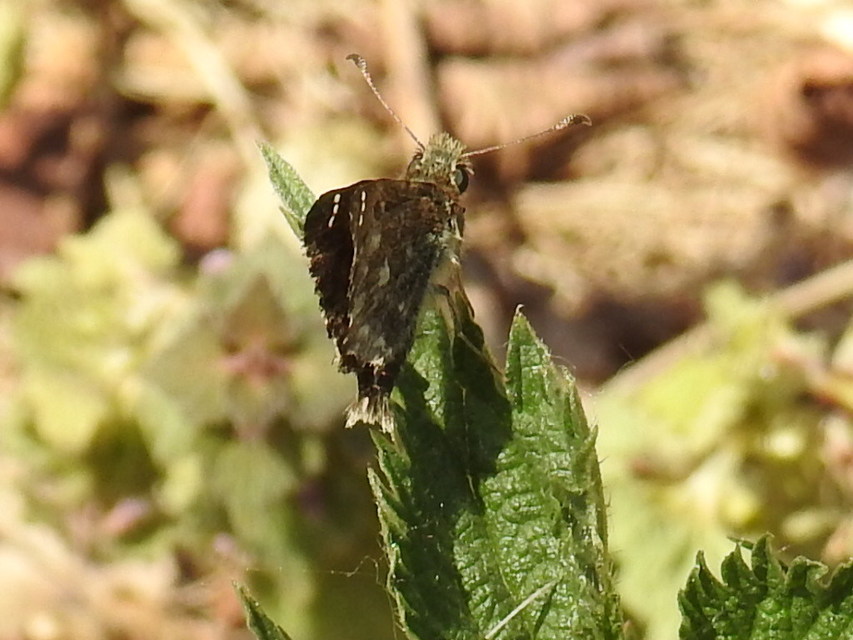 Carcharodus alceae - mályva-busalepke