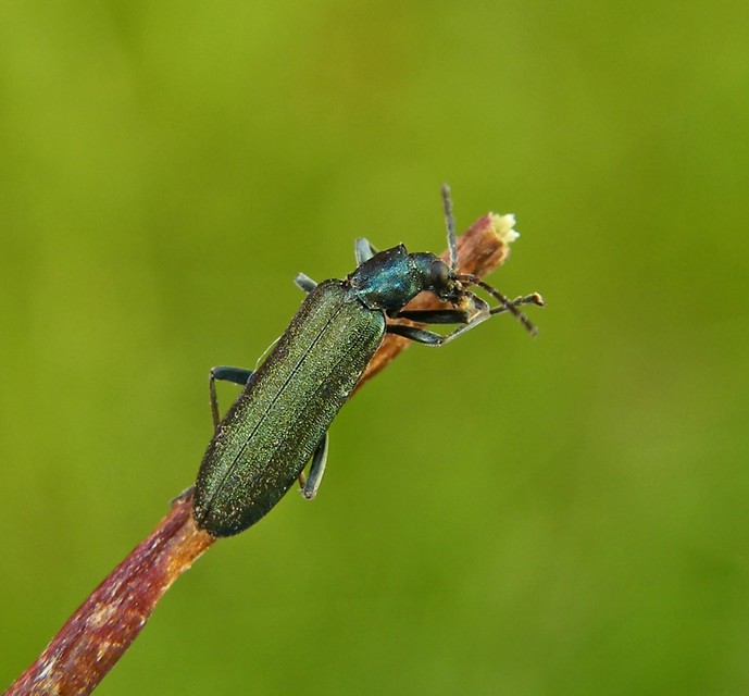 Oedemeridae - álcincérfélék