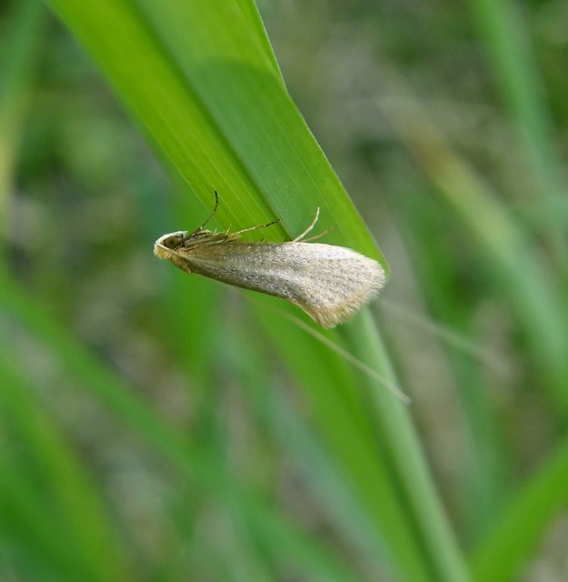 Nematopogon