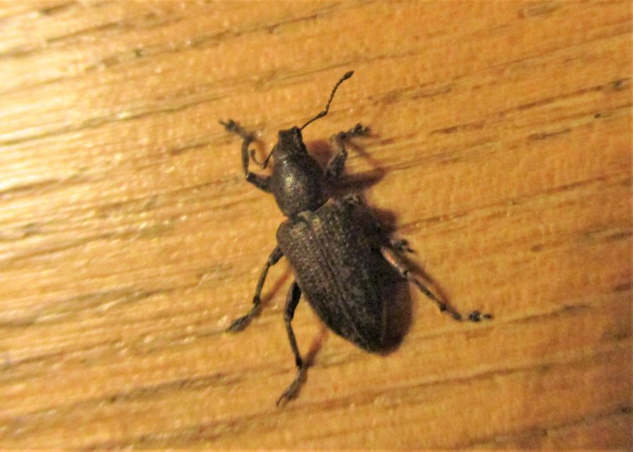 Tanymecus palliatus - közönséges hegyesfarúbarkó