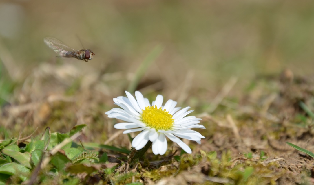 Episyrphus balteatus - ékfoltos zengőlégy Episyrphus balteatus - ékfoltos zengőlégy