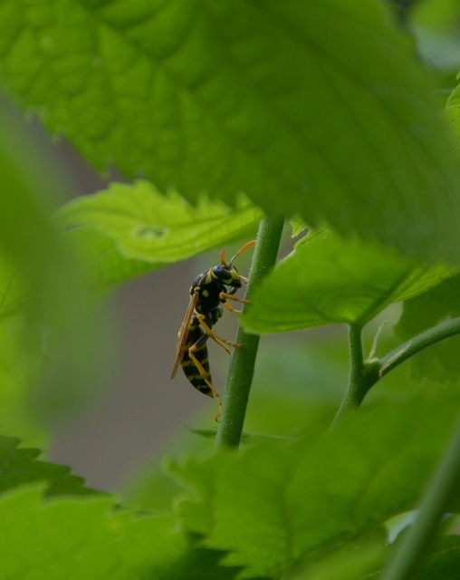 Polistes dominulus - déli papírdarázs