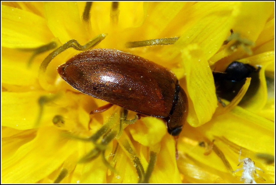 Byturus ochraceus - gyömbérgyökérbogár