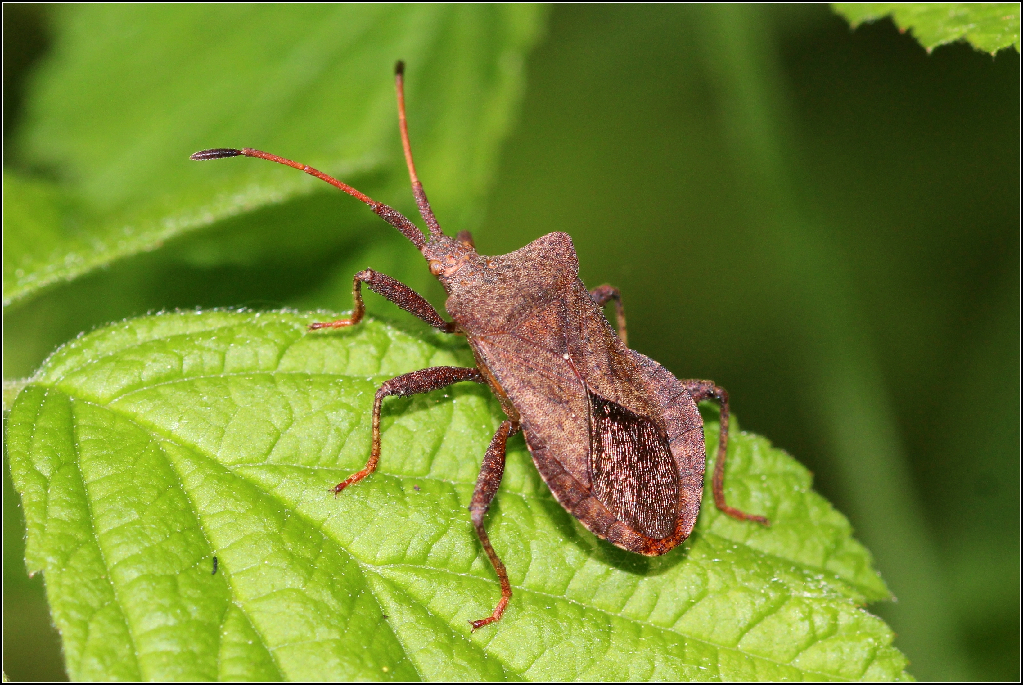Coreus marginatus - közönséges karimáspoloska