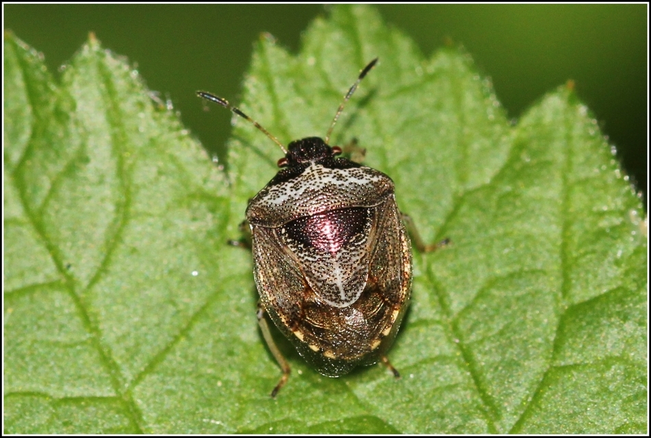 Stagonomus venustissimus - foltos feketefejű-poloska Stagonomus venustissimus - foltos feketefejű-poloska