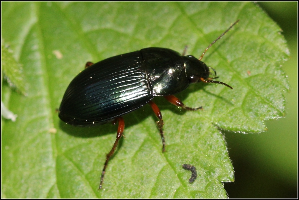 Amara saphyrea - azúrkék közfutó Amara saphyrea - azúrkék közfutó