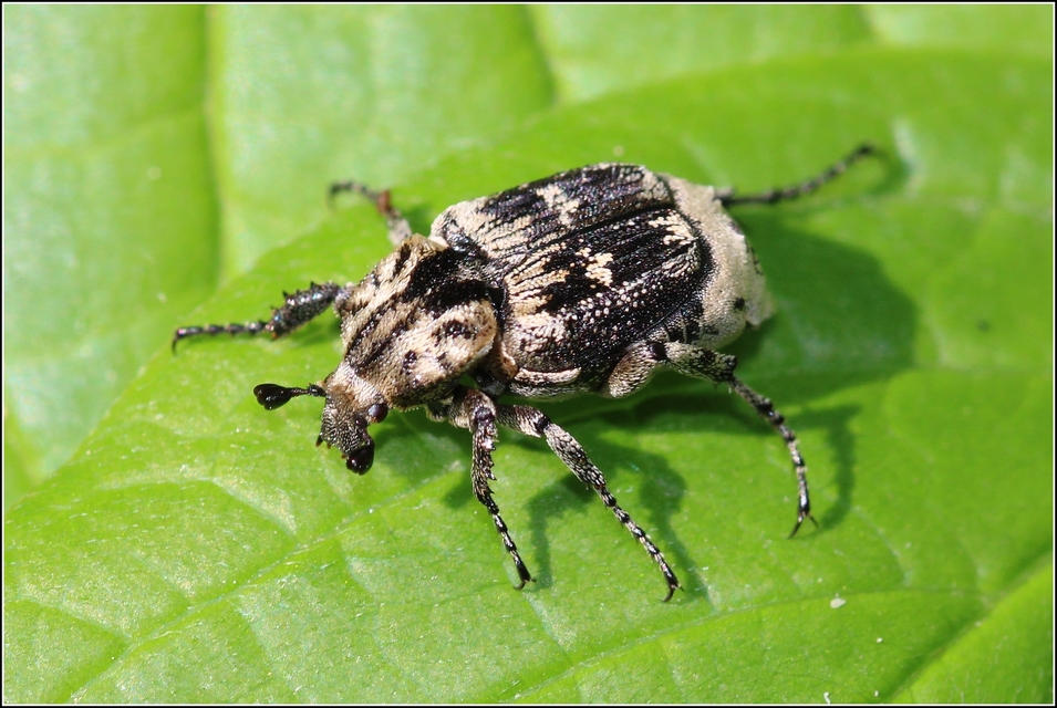 Valgus hemipterus - suta virágbogár