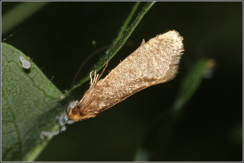 Nematopogon