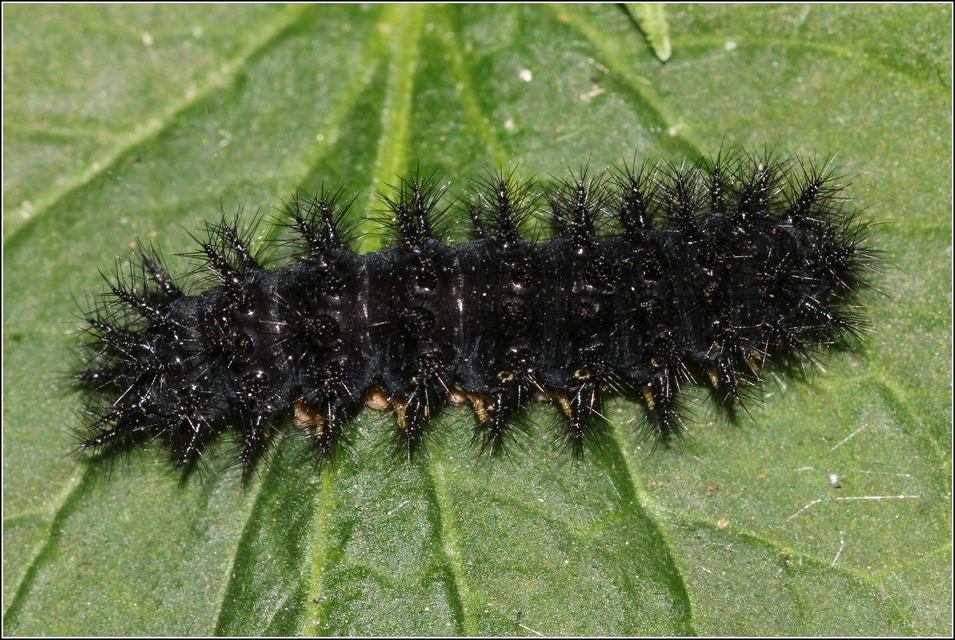 Euphydryas maturna - díszes tarkalepke