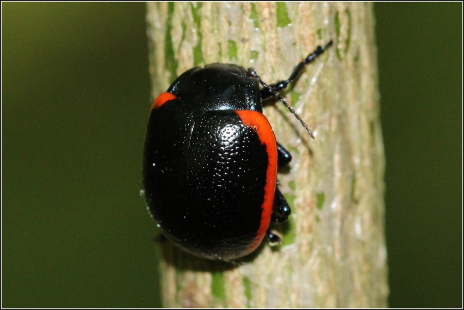 Chrysolina rossia - trapézhátú szegélyeslevelész