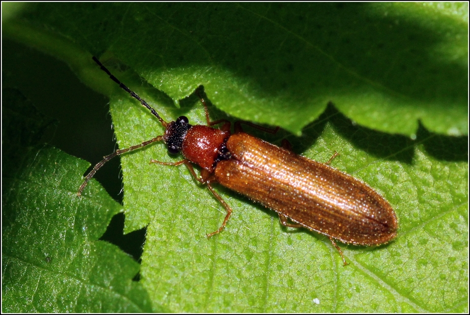 Denticollis linearis - dülledtszemű pattanó