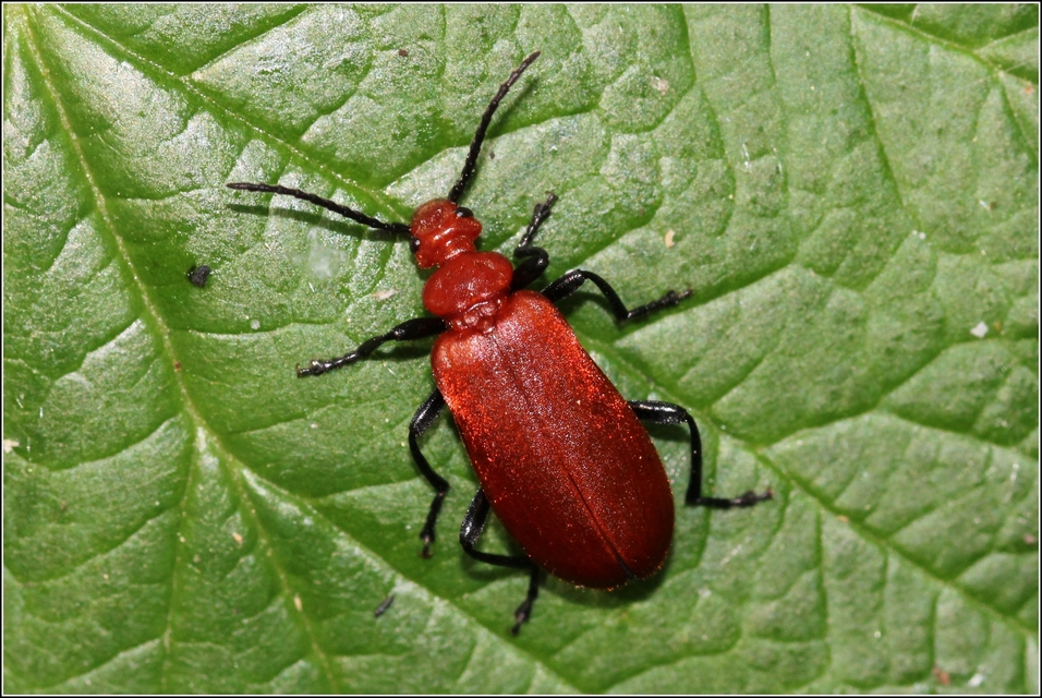 Pyrochroa serraticornis - közép-bíborbogár