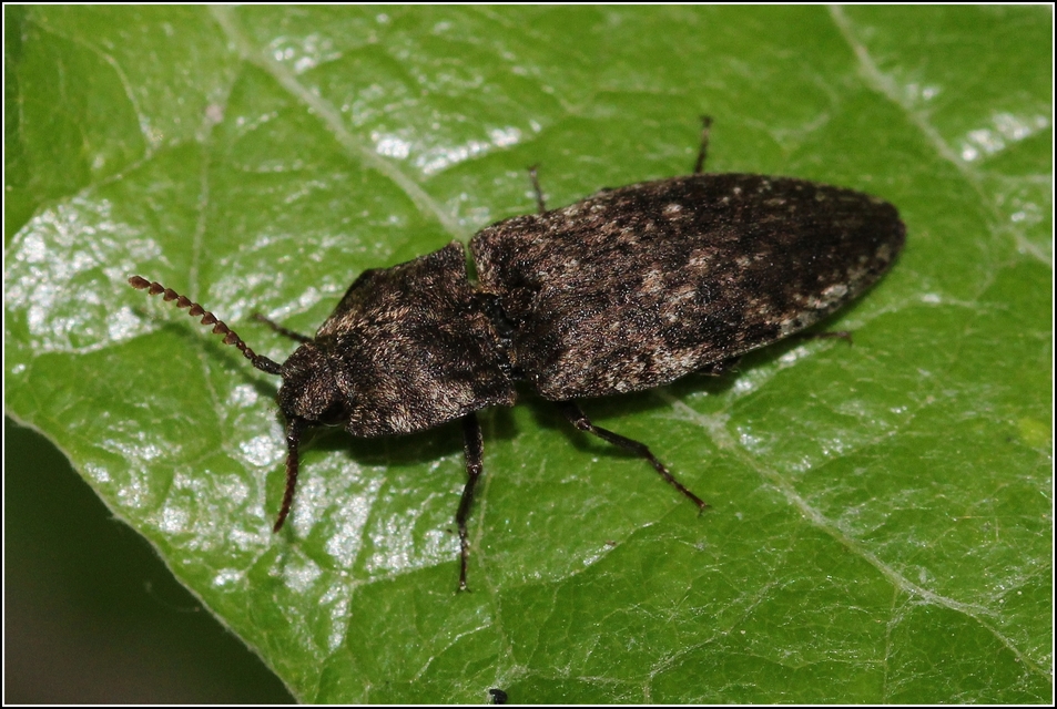 Agrypnus murinus - egérszínű pikkelyespattanó