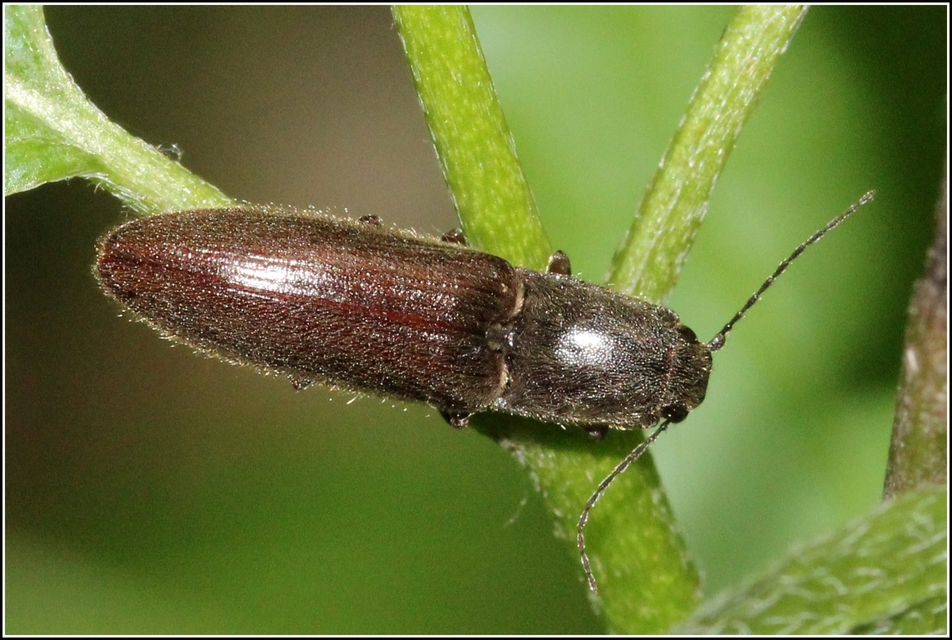 Athous haemorrhoidalis - szurkos pattanó Athous haemorrhoidalis - szurkos pattanó