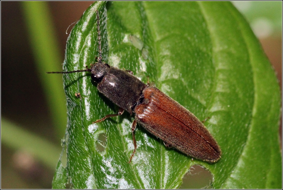 Athous haemorrhoidalis - szurkos pattanó Athous haemorrhoidalis - szurkos pattanó