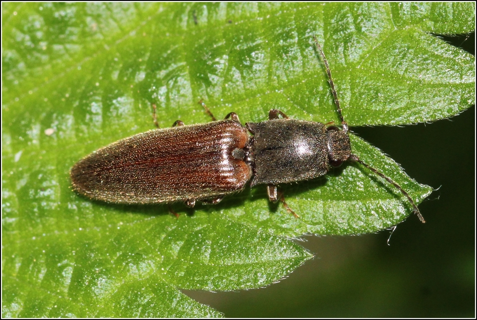 Athous haemorrhoidalis - szurkos pattanó Athous haemorrhoidalis - szurkos pattanó