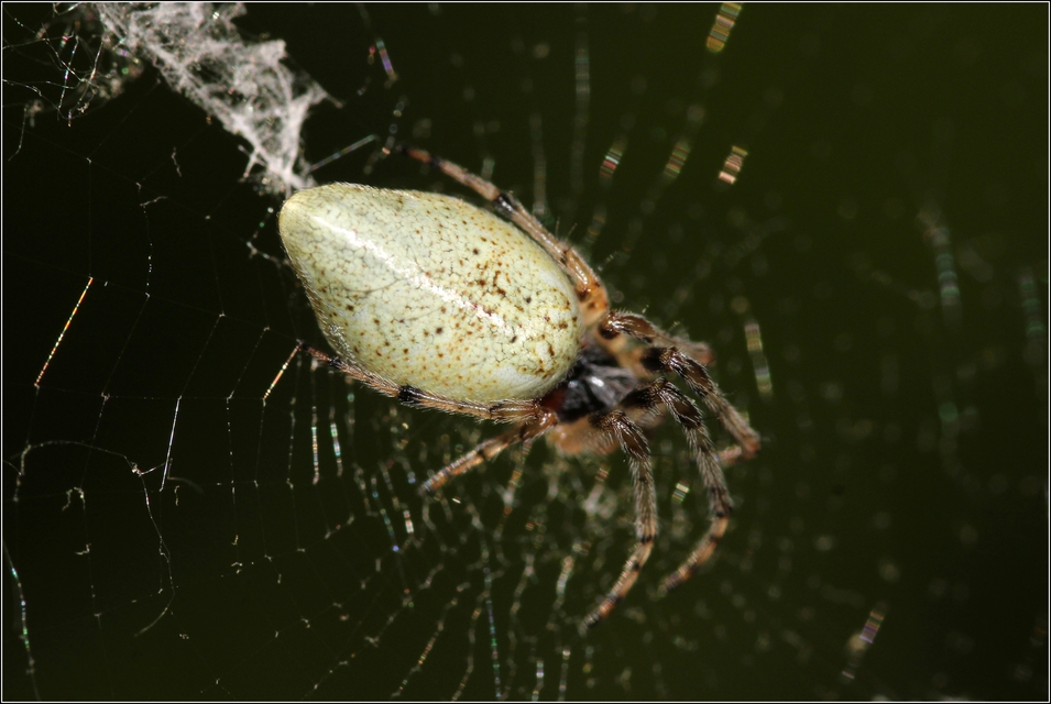 Cyclosa