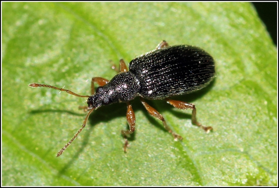 Phyllobius oblongus - közönséges levélormányos