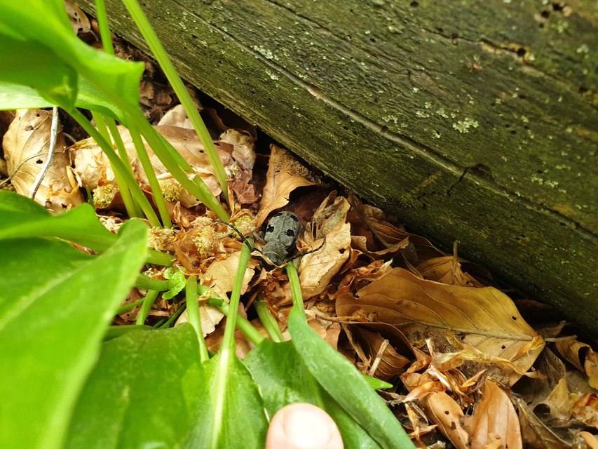 Morimus asper funereus - gyászcincér