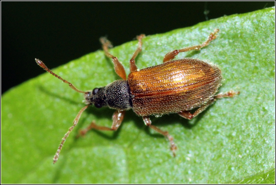 Phyllobius oblongus - közönséges levélormányos
