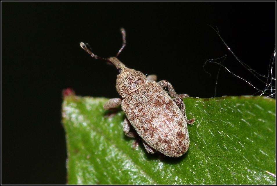 Dorytomus puberulus - feketenyár-hangormányos