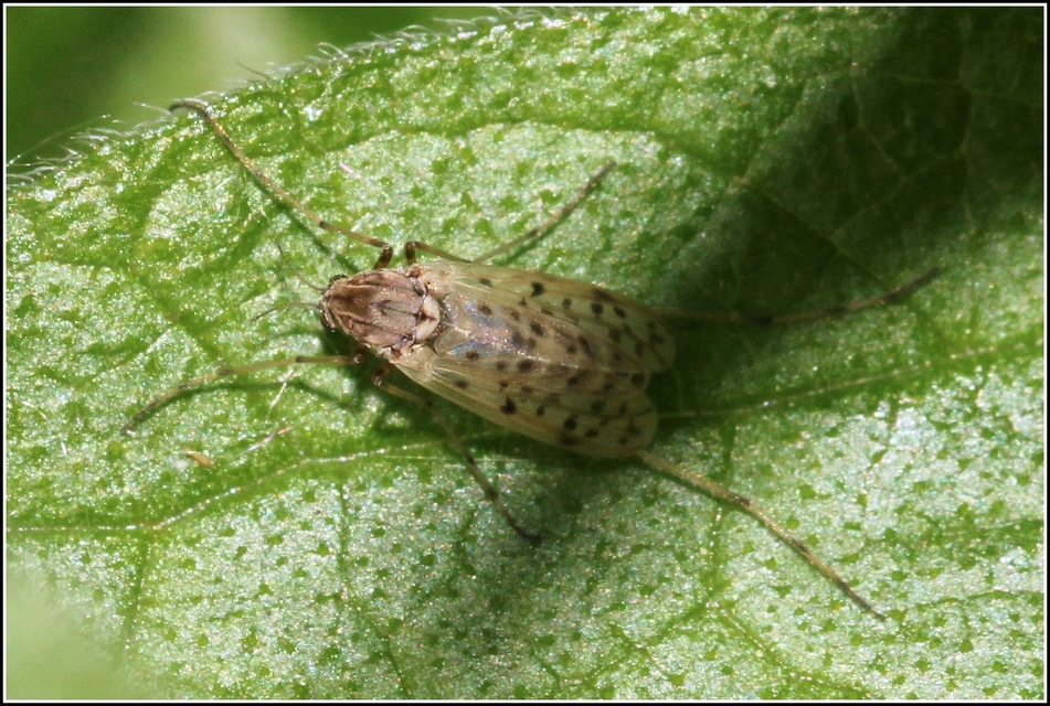 Chironomidae - árvaszúnyogok