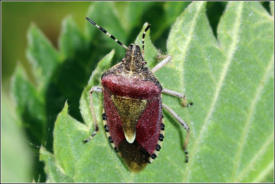 Dolycoris baccarum - közönséges bogyómászó-poloska Dolycoris baccarum - közönséges bogyómászó-poloska
