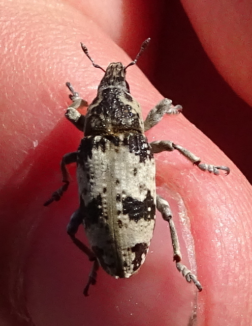 Bothynoderes affinis - sávos barkó