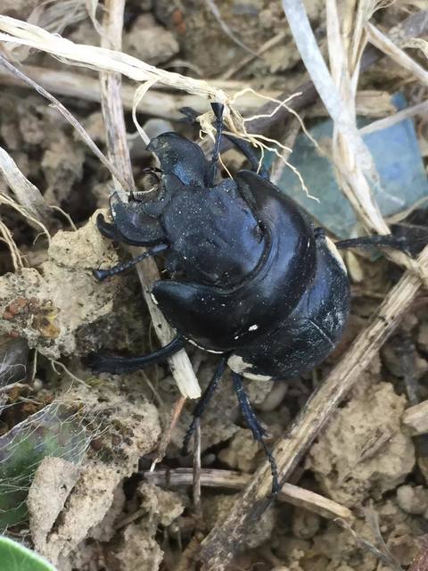 Lethrus apterus - nagyfejű csajkó