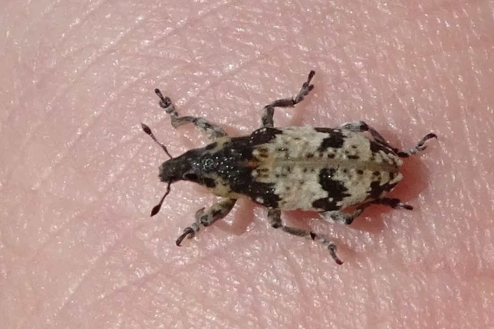 Bothynoderes affinis - sávos barkó