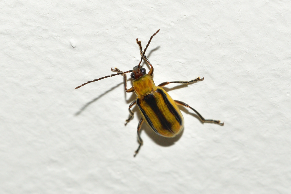 Diabrotica virgifera - amerikai kukoricabogár