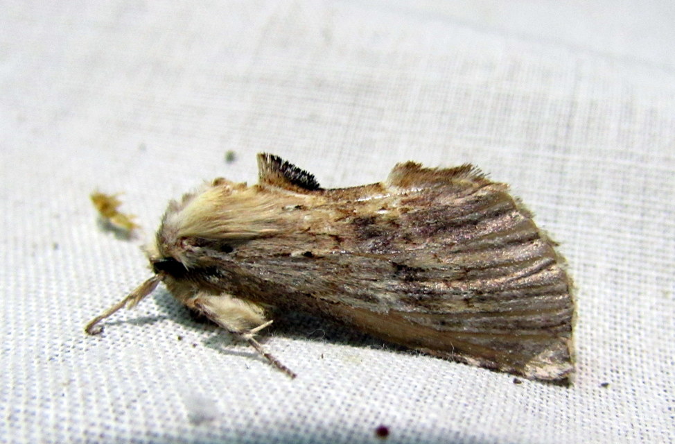Pterostoma palpina - csőrös púposszövő