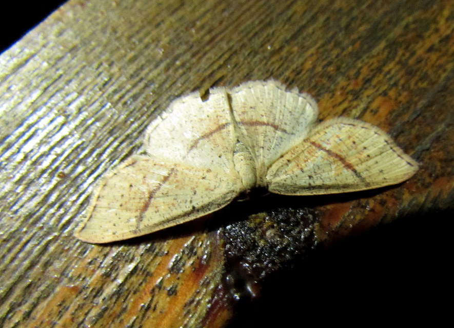 Cyclophora punctaria - sávos pettyesaraszoló