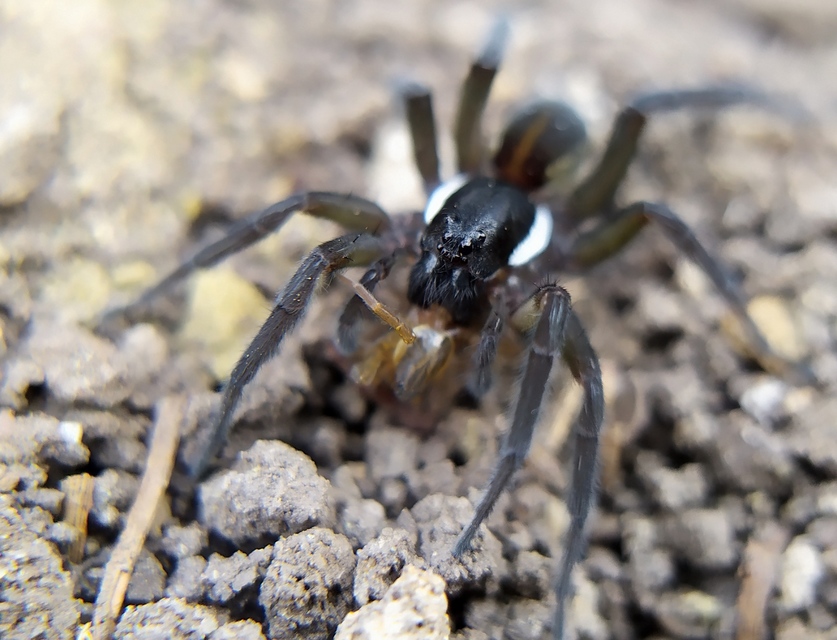 Pirata piscatorius