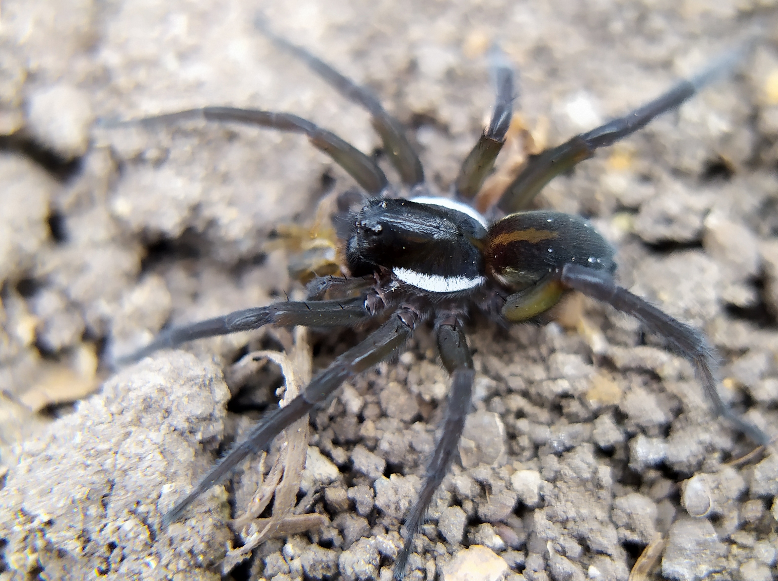 Pirata piscatorius