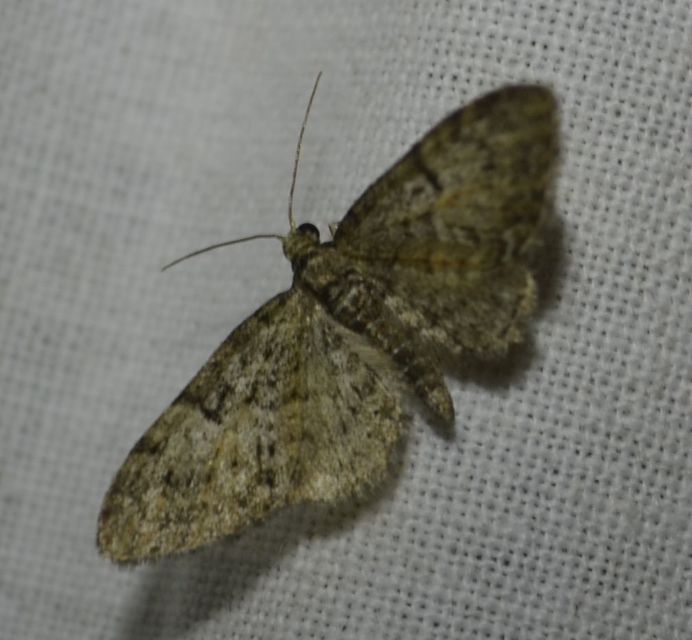 Eupithecia dodoneata - tölgy-törpearaszoló