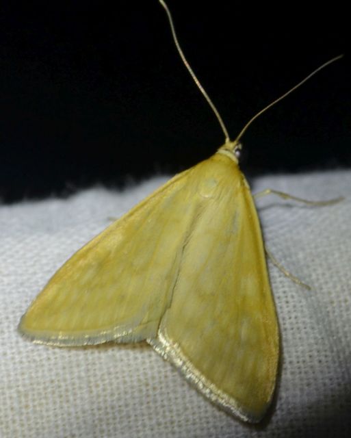 Sitochroa verticalis - világossárga dudvamoly