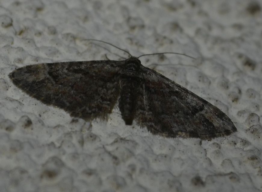 Gymnoscelis rufifasciata - vöröscsíkos törpearaszoló