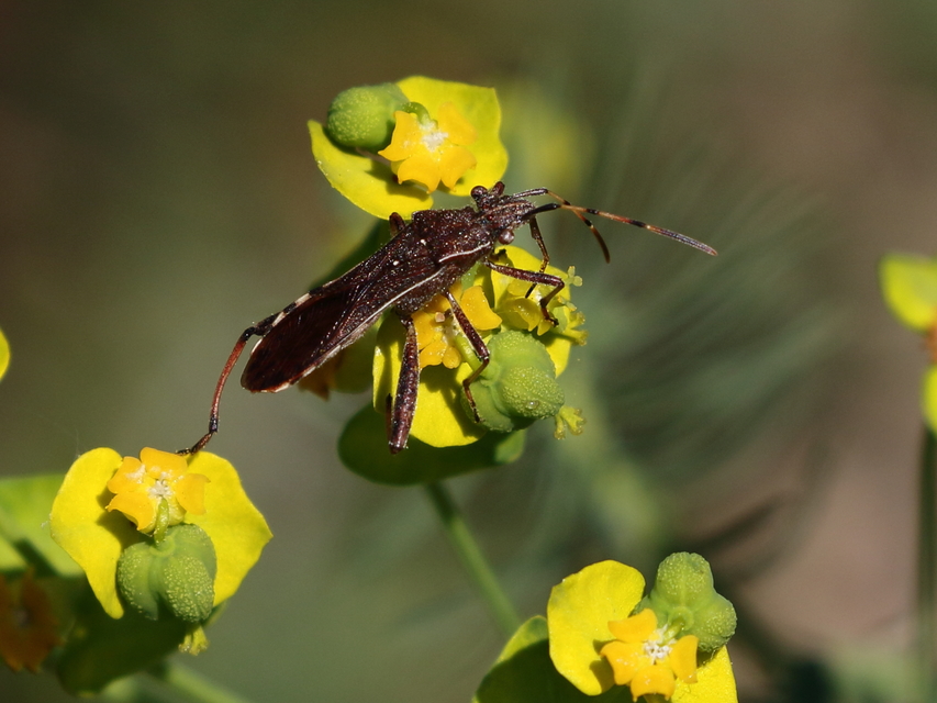 Camptopus lateralis - görbelábú karimáspoloska
