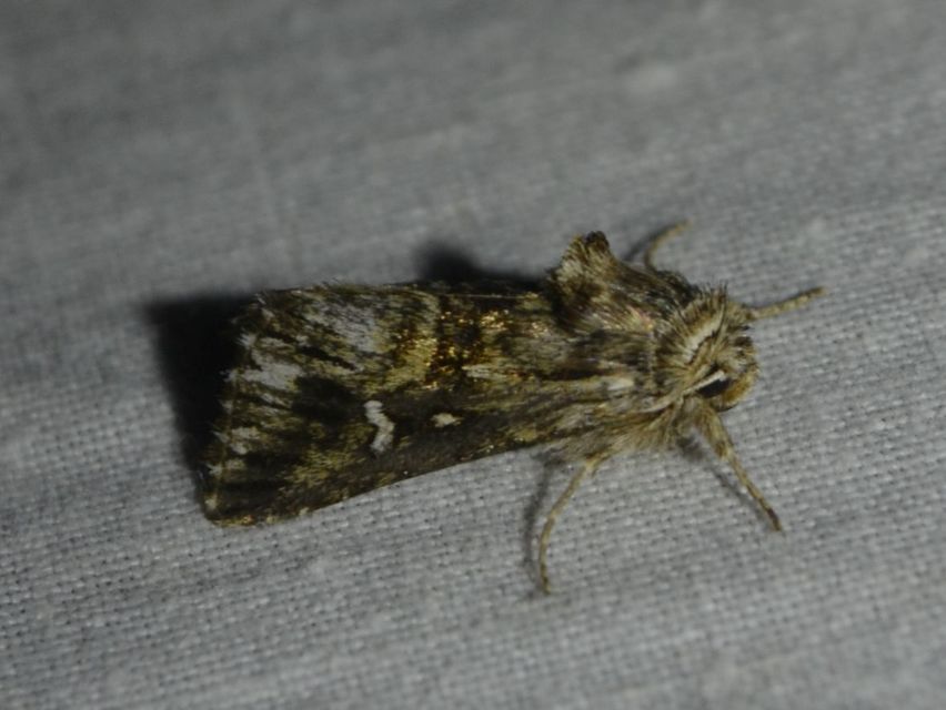 Calophasia lunula - gyújtoványfű-apróbagoly