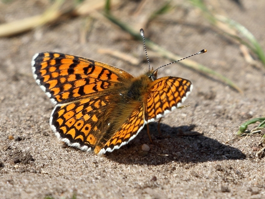Melitaea cinxia - réti tarkalepke