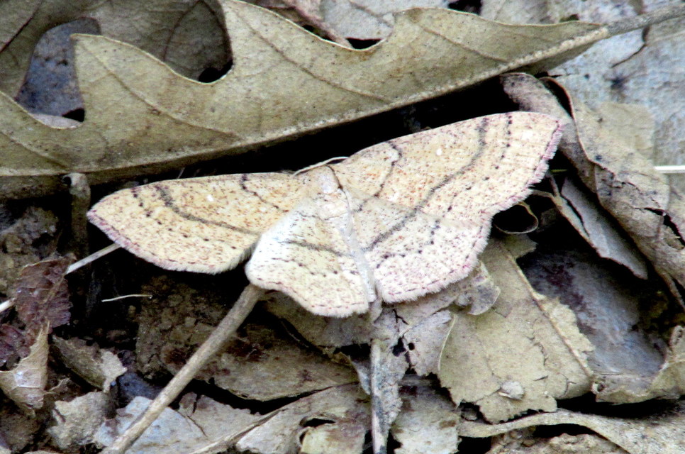 Cyclophora ruficiliaria - vörösrojtú pettyesaraszoló