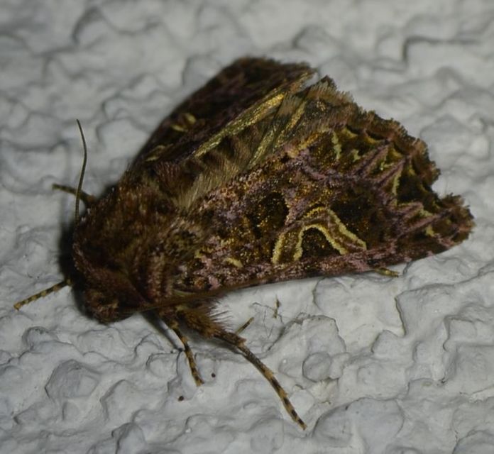 Sideridis rivularis - vörhenyes szegfűbagoly