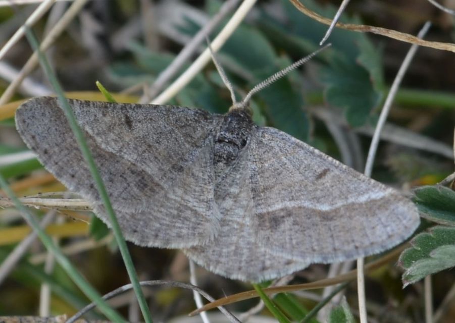 Tephrina murinaria - egérszínű araszoló