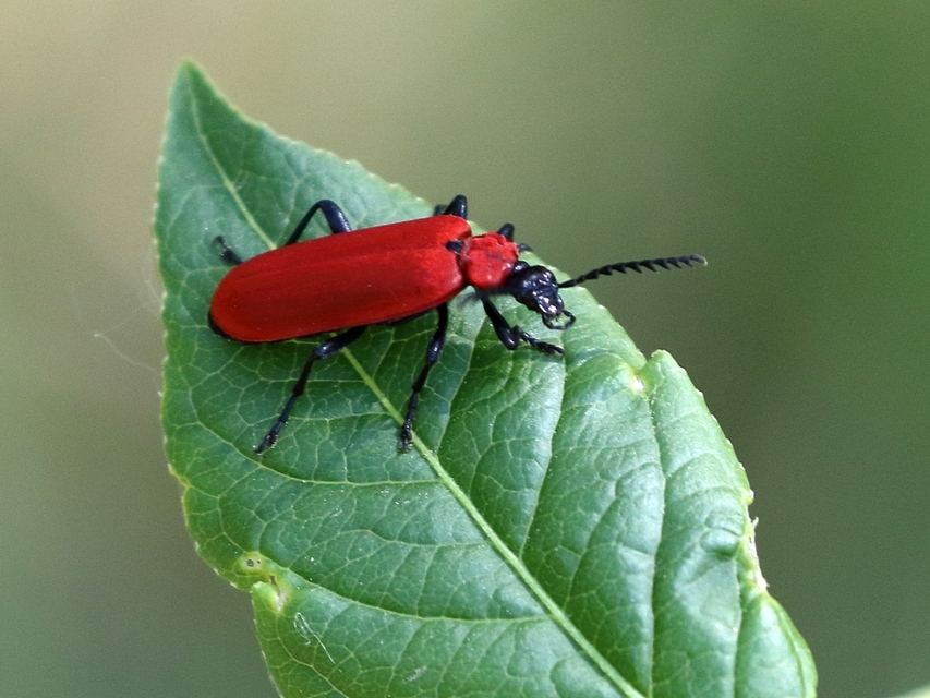 Pyrochroa coccinea - nagy bíborbogár