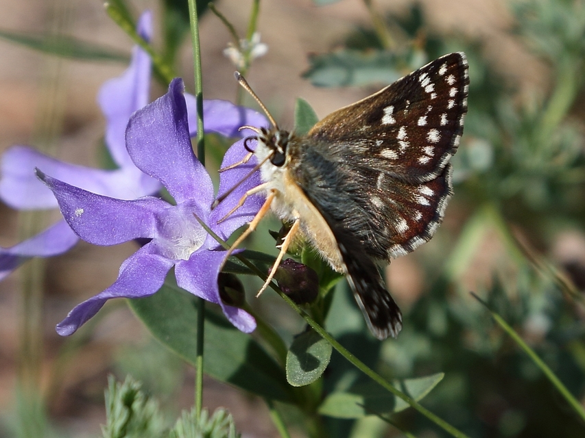 Spialia orbifer - törpe busalepke
