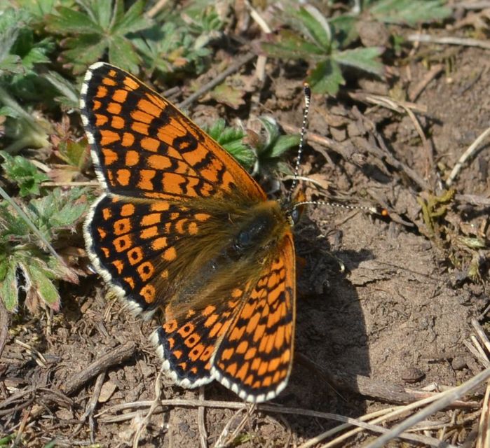 Melitaea cinxia - réti tarkalepke